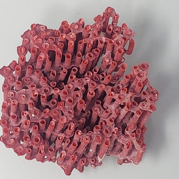 Natural Red Coral Reef - Picture 2 of 8